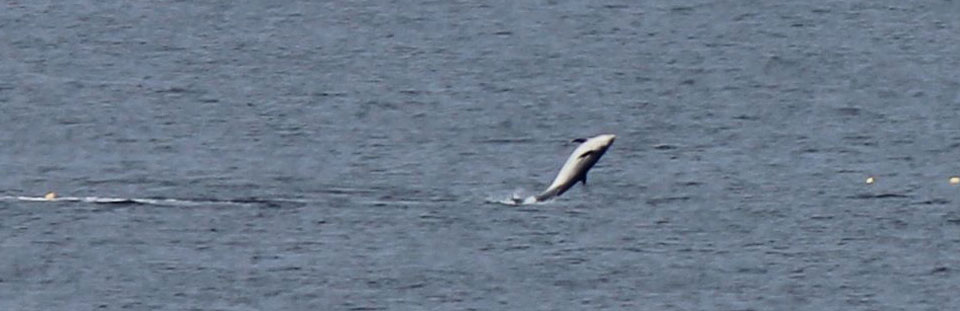 See Dolphins, seals and ospreys from Covesea Lighthouse Lossiemouth